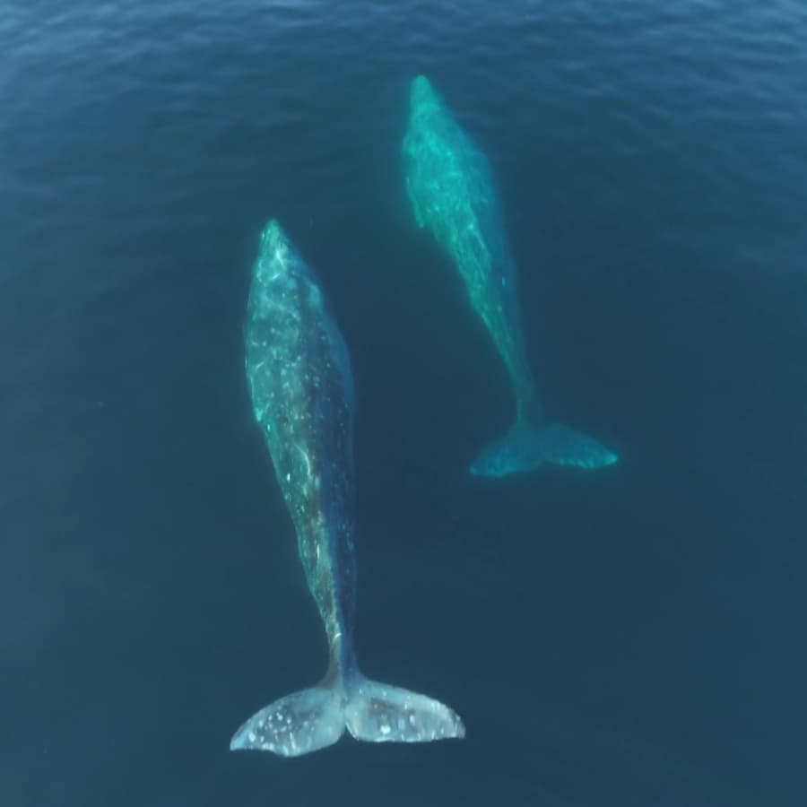 Two whales swimming beneath the surface of blue water.