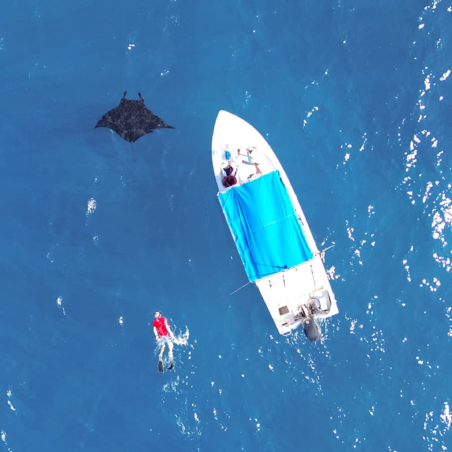 A snorkeler swims near a boat while a manta ray glides beneath the water.