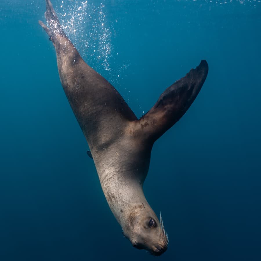 A sea lion gracefully swims underwater.