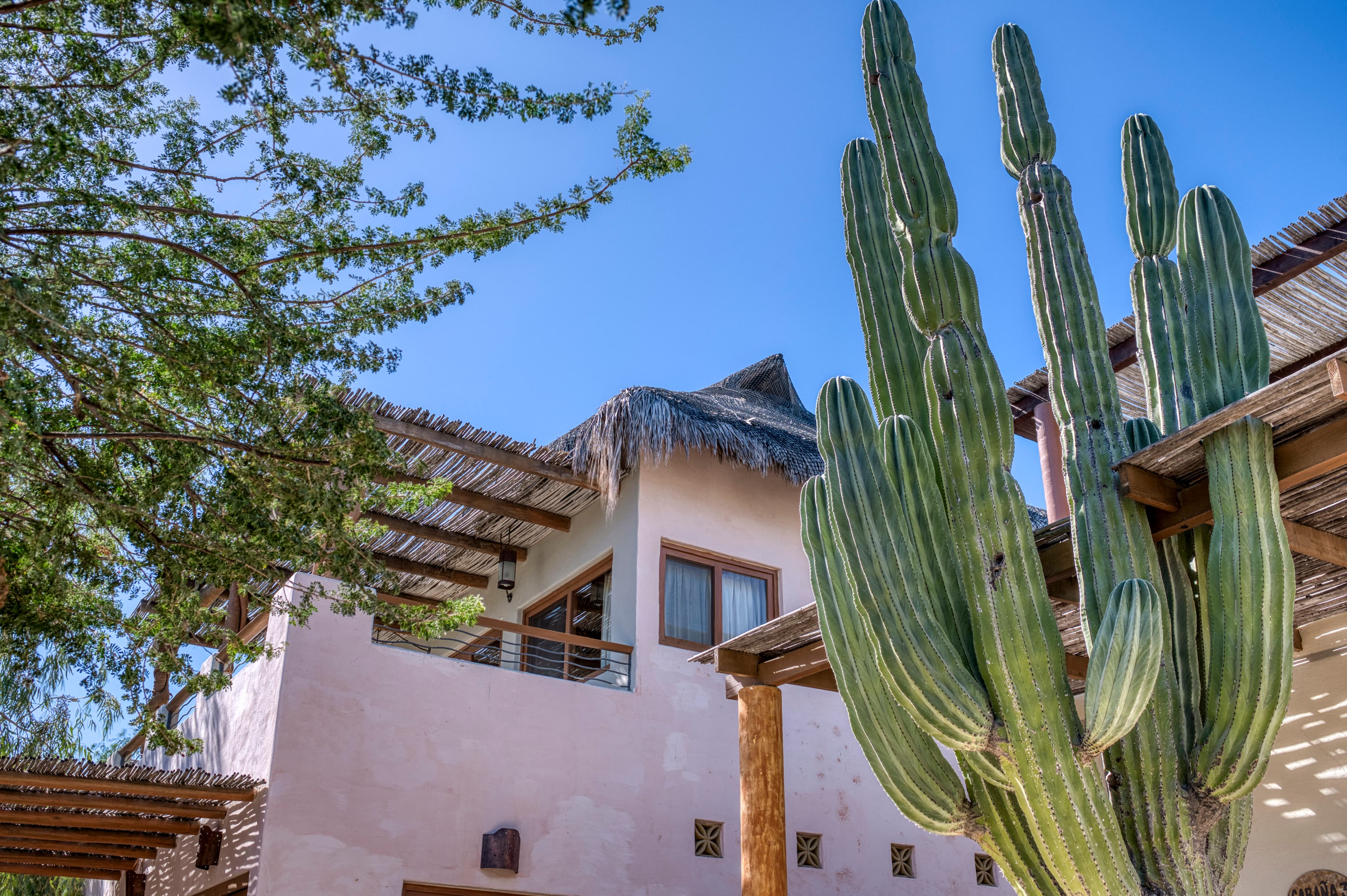 A tall cactus stands beside a rustic building with a thatched roof and a clear blue sky.