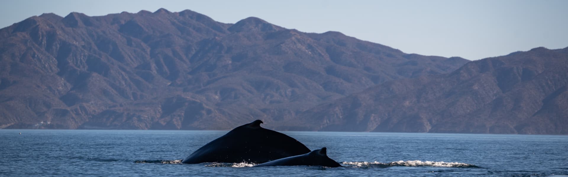 A pair of whales swim close to the surface with mountains in the background.