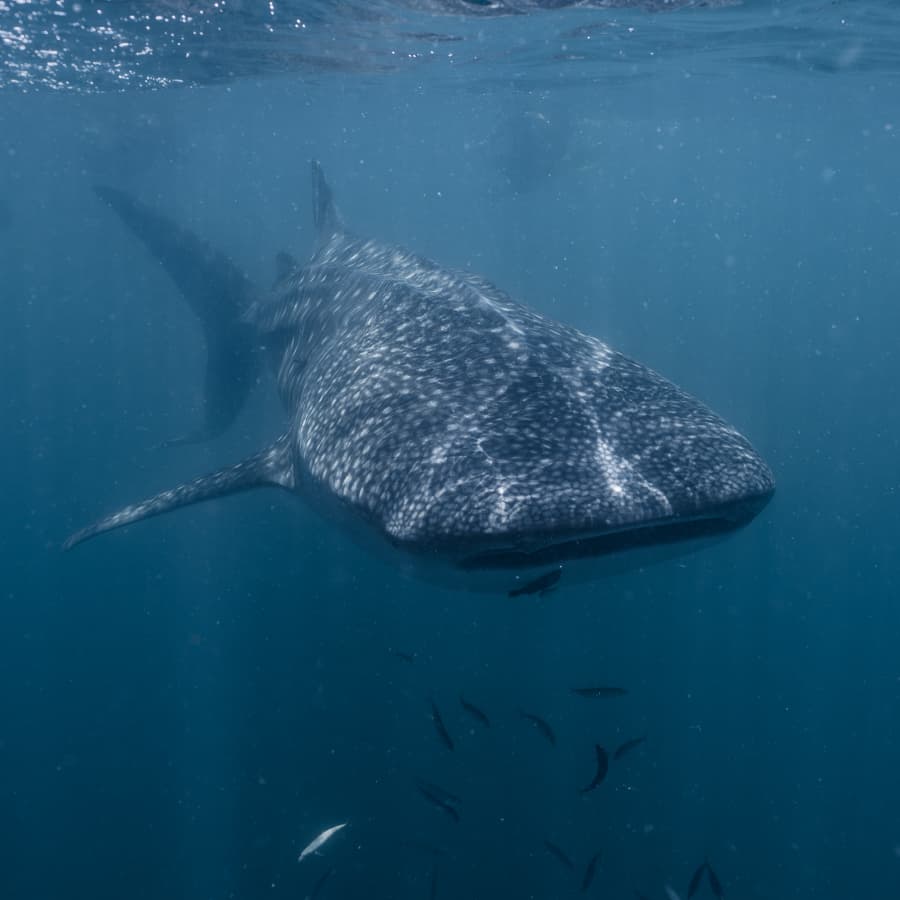 A whale shark swimming underwater surrounded by smaller fish.